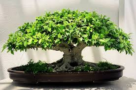 Ficus Bonsai Tree