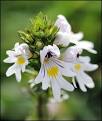 <b>euphrasia</b> 252x300 <b>Euphrasia</b>