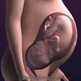 What is Pregnancy, High-