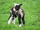 Jacob lamb in pasture beside - via Daymix