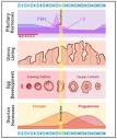 FSH and menopause test kits — information on what they tell women ...