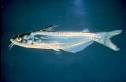 The Virtual Aquarium of Virginia Tech--