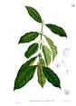 220px-Coffea_arabica_Blanco1. ...