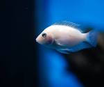 Fish — Fotopedia - via Daymix