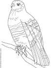 Hawk coloring page