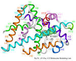 Andogen Receptor Mutations Database Home Page
