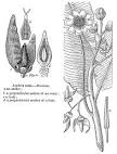 <b>Ochnaceae</b> DC.