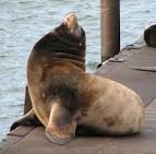 SEA LION Photos (Sealions) in Astoria, Oregon