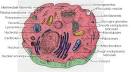 Animal Cells
