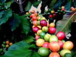 coffee Cherries    mycoffeeculture