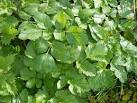 TM3761 : Woodland Plants - via Daymix