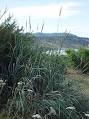 Great Basin wild rye pictures