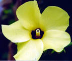 <b>Abelmoschus</b> moschatus