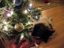 Items tagged holiday wish list All Over Albany