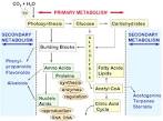El <b>metabolismo</b> secundario