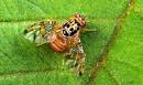 fly, <b>Ceratitis capitata</b>