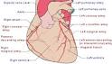 Coronary circulation - Wikipedia, the free encyclopedia
