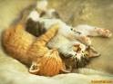 Love Kittens Funny Picture
