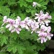 Geranium Oil - Online Geranium Oil, Pure Geranium Oil, Wholesale ...