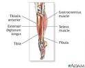 Lower <b>leg</b> muscles: