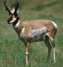 Wildlife Photos / Pronghorn Antelope.
