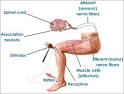 Types of Simple <b>Reflex</b>
