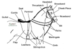 English Tack Terminology | The Equinest