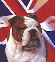http://www.your-study-abroad.com/wp-content/uploads/british-bulldog.jpg