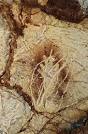 The Cave Art Paintings of the Cosquer Cave in France
