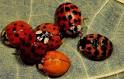 Ladybugs