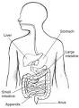 Appendicitis - National Digestive Diseases Information Clearinghouse