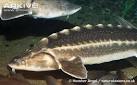 ARKive - Chinese sturgeon videos, photos and facts - Acipenser ...