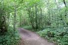 These seasonally-flooded alder woods are an SSSI and managed by the Woodland - via Daymix