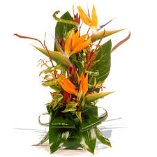 Bird of paradise