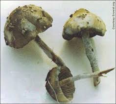 A psilocybin mushroom of the Strophariaceae family.