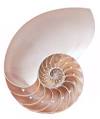 Archerd Shell Collection