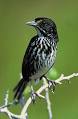 Dusky Seaside Sparrow - Wikipedia, the free encyclopedia
