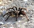 Frequently Encountered Spiders in California