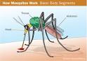 HowStuffWorks "How Mosquitoes Work"