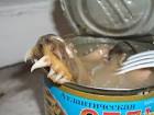 Atlantic Herring Is Going Wild | English Russia