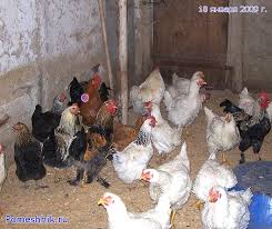 images?q=tbn:ANd9GcRgPrLOCZpqtHq33-yJlkRt0YRX_HxBC9lEEY5Kbqd43TWaNumwog