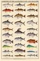Saltwater Fish Identification