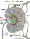 VAT: The Lymphatic System