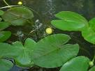 <b>NUPHAR</b> LUTEUM