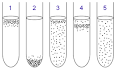 Anaerobic organism - Wikipedia, the free encyclopedia