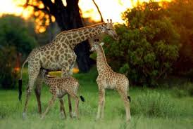 Best African Safari Tours