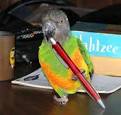 Senegal Parrots