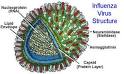 <b>Influenza</b> Virus Structure