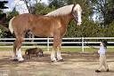 Pictures of the tallest horses in the world