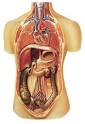 NAACAL: Indian man's internal organs all back-
